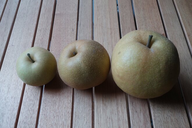 【アウトドア豆知識】＜梨の生産量の第3位は栃木で、第2位は茨城…気になる第1位は？＞「今が旬のフルーツ」美味しい“梨”は品種で選ぶのが近道です！の画像016