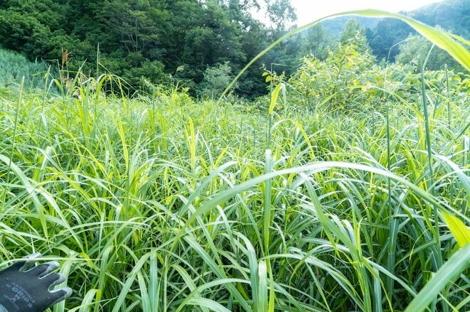 【渓流釣り】夏はいつまで続くの？  うだるような草いきれの先に「一投目から良型、続いて尺上イワナ！」 長野県・2025年の画像001