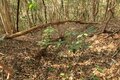 出丸の大切岸と圧巻の畝状竪堀群！  約4時間にわたる実地踏査でみた防衛遺構とは　石見国・松山城〈後編〉（島根県江津市）【戦国の山城を攻める vol.04】の画像022