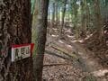 【山火事があった現場へ】2025年4月、住宅地にほど近い「青貝山」で発生した“人為的”災害… 豊かな里山が問う、登山者のマナーとは【大阪府豊能町】の画像017