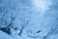 【日本百名山】初冬の「剣山」で絶景を堪能！  静かな天空の散歩 〈徳島県〉2024年の画像005