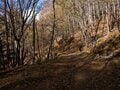 秋登山で狙いたい「アクセス良好」「紅葉の名所」の百名山！ 山梨県・瑞牆山「黄金と緑」強烈コントラストの異次元魅力の画像006