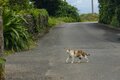 『Dr.コトー診療所』のロケ地も！「日本最西端のマヤーぐゎー」集落は角を曲がるごとに島猫に出会うほどの猫密度！ “ちむどんどん”しながら集落を散歩【琉球島猫百景 vol.13／沖縄県与那国島】の画像003