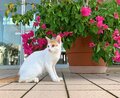 愛くるしい猫たちは高い透明度を誇るパナリ島の海のようだった【琉球島猫百景 vol.19「八重山の離島の猫たち」沖縄県／新城島＆小浜島】の画像005