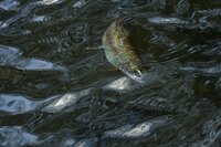 解禁から2週間！「人気河川は平日でも激戦区！」“丸見え”トラウトに日がな一日夢中になる！  桂川「忍野」エリア【2022年・早春】山梨県