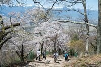 【こんな贅沢な山は他にない！】お花見ハイキングの名所「光城山」のお出かけ前に押さえるべきポイント解説