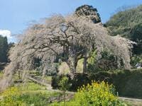 絶景でおなじみ「仁淀川」の秘境「桜＆ハナモモ」お花見スポット！  高知在住ライターが教える「一度は見たい春の情景」美しい里山＆集落