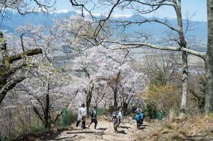 【こんな贅沢な山は他にない！】お花見ハイキングの名所「光城山」のお出かけ前に押さえるべきポイント解説