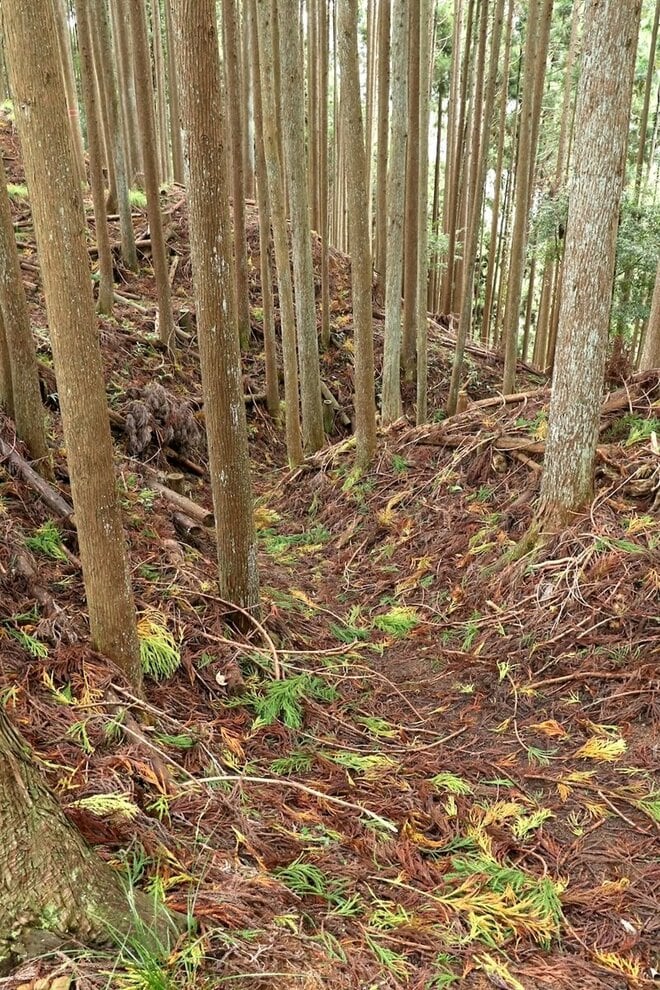 【NHK大河『豊臣兄弟！』ゆかりの城】実にしつこい… 光秀が築いた「丹波 二大山城」のひとつ「丹波国・周山城〈前編〉」（京都府京都市）【戦国の山城を攻める vol.09】の画像006