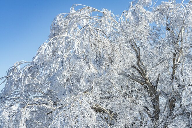 「ブナの森に咲く雪の花」が美しすぎるとSNSで話題！  標高差789ｍを最新型ゴンドラで「霧氷の世界」へ！  信州・野沢温泉スキー場【2021・初冬】の画像005