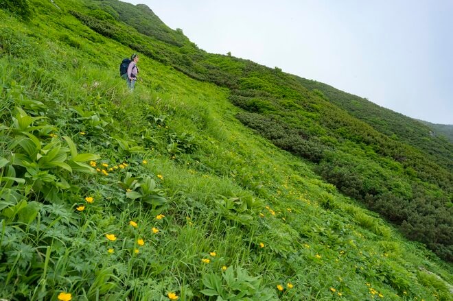 【南アルプス】夏が始まった！ 「ガスに覆われて見たかった景色には会えなかったけれど、百花繚乱のお花畑に暑さも紛れた北岳登山」  山梨県2025年の画像004