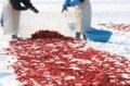 「野沢温泉・志賀高原・妙高高原」日本情緒溢れる “古き良き温泉街” には雪が似合う【この冬どこへ行く？ スノートリップガイド vol.5・信越 編】の画像003