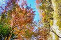 まだ間に合う！【関東の紅葉最終案内】房総・大福山と梅ヶ瀬渓谷で晩秋のんびり歩きの画像007