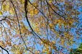 【3年連続】「全国No.1の紅葉スポット」鮮やかに染まる“もみじ湖”と“もみじのトンネル”《長野県・箕輪町》2022年の画像009