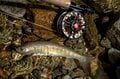 【渓流釣り】濃い魚影、素直な反応、そして良型イワナが飛び出した飛騨の渓！  岐阜県｜2026年の画像003