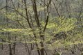 【連休明けハイキングはここに注目】5月の山の楽しみは景色だけじゃなくて「目の前」にもある＜樹上編＞の画像010