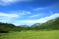 8月のうちに絶対見ておきたい！「数年に一度」しか見られないオオシラビソ「紫色の松ぼっくり」と「レッドリスト掲載種」クロバナロウゲ、カオジロトンボ【長野県・栂池自然園 2022年】の画像008