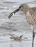 「都内唯一のラムサール登録湿地で、白昼堂々バラバラ事件発生！」  東京湾の干潟で目撃した渡り鳥の早ワザ料理術に目がテン 【2024年 東京都】の画像005