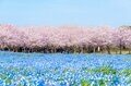 青の絶景！ 視界いっぱいに広がる圧巻「ネモフィラ絨毯」幻想的な景色と桜の豪華コラボも【名所3選】の画像002