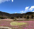 芝桜と映えるフォトスポットが満載の富士本栖湖リゾート「富士芝桜まつり」  ゴールデンウィークは満開の見頃で富士山を背景に一面ピンクのじゅうたん！？ 【編集部リポート】の画像002