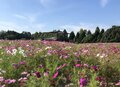 「世界遺産・ホタル・咲き誇る花」魅力満載！  広島市内から「2時間以内」で行ける「おすすめドライブスポット」3選の画像002