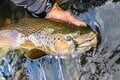 【渓流釣り】山地渓流で大物がロッドを絞る！  35cmのネットから余裕ではみ出す魚体「でも、どこか複雑な心境」  長野県｜2026年の画像009