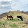 五感で感じる旅「隠岐ユネスコ世界ジオパーク・西ノ島」【隠岐島をまるごと楽しむ旅 vol.1】＜島根県＞の画像008