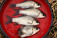 冬は “謎解きゲーム感覚” の「寒ブナ釣り」が面白い！  小水路の突き当りで発見「越冬ポイント」での結果は！？  4時間「釣行レポ」【茨城県・牛久沼】