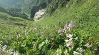 「高山植物の楽園」日本百名山「雨飾山」往復7時間かけて見た絶景「女神の顔」とは？