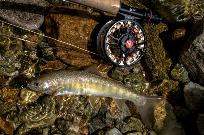 【渓流釣り】濃い魚影、素直な反応、そして良型イワナが飛び出した飛騨の渓！  岐阜県｜2026年の画像003