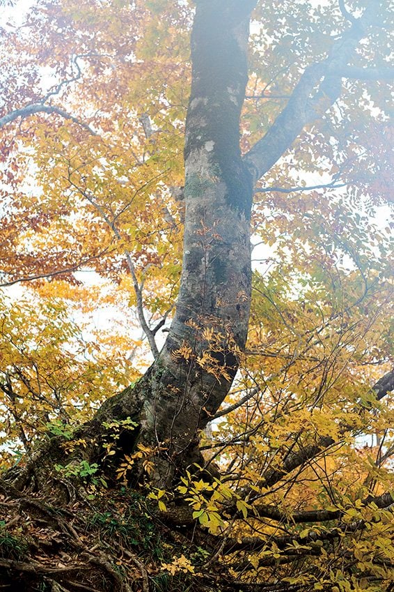 【富士山の次に登る山 vol.4】登山の魅力はムゲン大「山頂部に池塘が広がる山」 苗場山・平ヶ岳・朝日岳・飯豊連峰の画像011