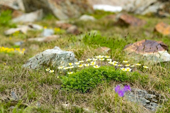 白馬連峰の稜線に建つ天空の山小屋「天狗山荘」 “360度の絶景” と “高山植物の希少種ウルップソウ”  自慢の「天狗鍋」も堪能【長野県白馬村】の画像026