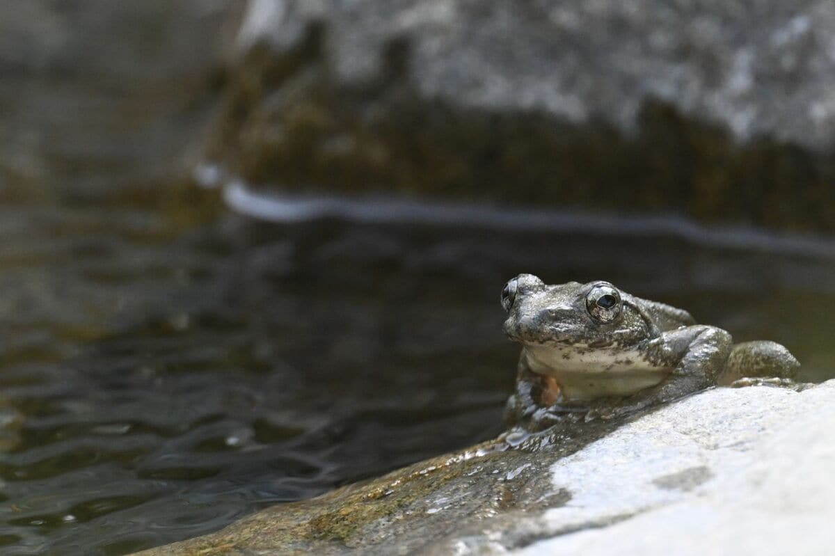 (2ページ目) 初夏の渓流から流れる清らかな歌声の主「カジカガエル」 吸血昆虫のエグイ襲撃にも涼しい顔に驚き【高尾山・丹沢 2025年 ...