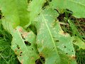 春の訪れを告げる「キラキラ輝く青い虫」の探し方【あなたのすぐそばにいる「季節の虫」の探し方 vol.3】の画像005