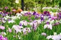 梅雨空の絶景！  東京23区に咲く花菖蒲の4名所「堀切菖蒲園」「水元公園」「小岩菖蒲園」「しょうぶ沼公園」で江戸の風流を感じる【東京都・葛飾区/江戸川区/足立区】の画像001