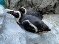 環境で違う「ペンギンの寝る姿」  腹ばい＆4秒“マイクロスリープ法”も！？ 「長崎ペンギン水族館」に聞きました【かわいいだけじゃない？ ペンギンの生態vol.2】の画像001