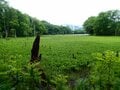南会津、準絶滅危惧「ヒメサユリ」を愛でる花旅へ＜福島県＞の画像003
