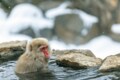 「野沢温泉・志賀高原・妙高高原」日本情緒溢れる “古き良き温泉街” には雪が似合う【この冬どこへ行く？ スノートリップガイド vol.5・信越 編】の画像008