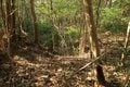 出丸の大切岸と圧巻の畝状竪堀群！  約4時間にわたる実地踏査でみた防衛遺構とは　石見国・松山城〈後編〉（島根県江津市）【戦国の山城を攻める vol.04】の画像021