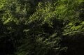 【首都圏近郊】まだ間に合うお花見登山「西丹沢・畦ヶ丸山」は桜だけじゃない欲張りプランを楽しめるんです！の画像019