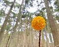 春の登山シーズン到来！  2024年上半期「お花見」で立てる登山計画「見ごろの山々」3月から6月スケジュール表「花フォト」レポの画像001
