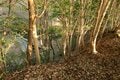 石の城と思いきや土の城だった！「安芸国・頭崎城〈後編〉」　最後に待ちうけていた驚異の “巨壁” に本気を見る（広島県東広島市）【戦国の山城を攻める vol.08】の画像006
