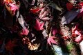 【首都圏近郊】1時間半で登頂できる山梨の隠れ名山「小楢山」紅葉の見頃はもうすぐ！の画像012