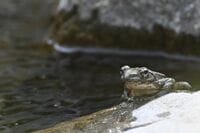 初夏の渓流から流れる清らかな歌声の主「カジカガエル」 吸血昆虫のエグイ襲撃にも涼しい顔に驚き【高尾山・丹沢 2025年】