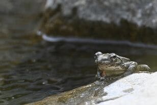 初夏の渓流から流れる清らかな歌声の主「カジカガエル」 吸血昆虫のエグイ襲撃にも涼しい顔に驚き【高尾山・丹沢 2025年】