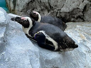 環境で違う「ペンギンの寝る姿」 腹ばい＆4秒“マイクロスリープ法”も
