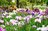 梅雨空の絶景！  東京23区に咲く花菖蒲の4名所「堀切菖蒲園」「水元公園」「小岩菖蒲園」「しょうぶ沼公園」で江戸の風流を感じる【東京都・葛飾区/江戸川区/足立区】の画像001