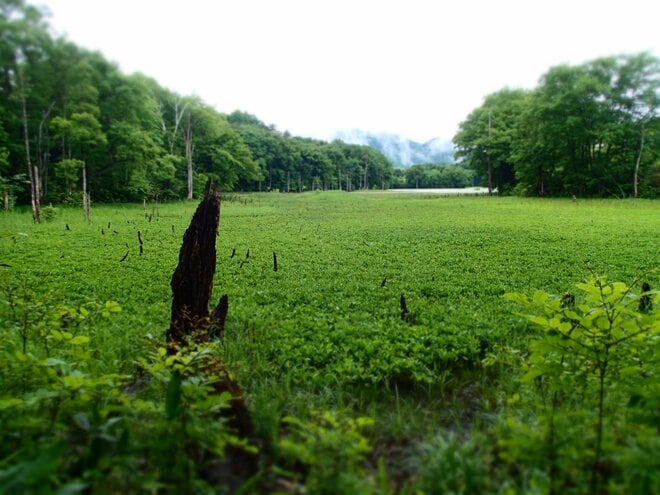 南会津、準絶滅危惧「ヒメサユリ」を愛でる花旅へ＜福島県＞の画像003