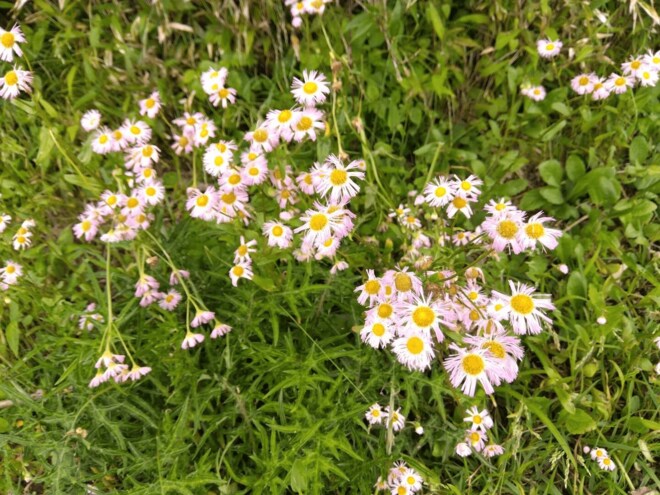 初夏の花と箱根の山々＆大涌谷の噴煙を望む「明神ヶ岳」 なだらかな稜線＆気持ちのいい山頂が魅力！【神奈川県箱根町】の画像005