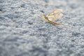 【渓流釣り】まるで水生昆虫の見本市！ おびただしい数の虫たちにライズがボコボコ、銀ピカ砲弾ヤマメがロッドを絞る  「感動的な初夏の川辺のシンフォニー」 “千曲川水系” 新潟県・2024年の画像009